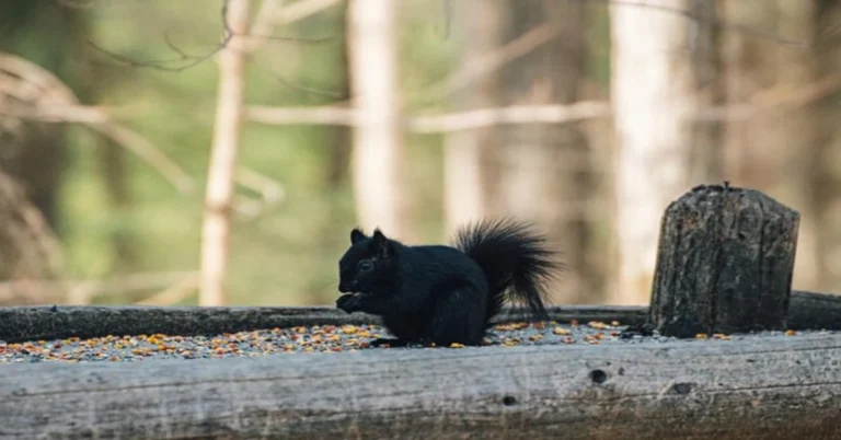 Black Squirrel