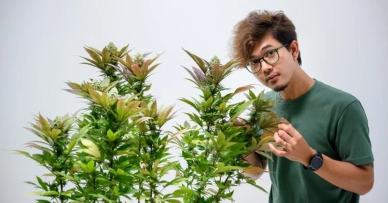 Gelonade Strain