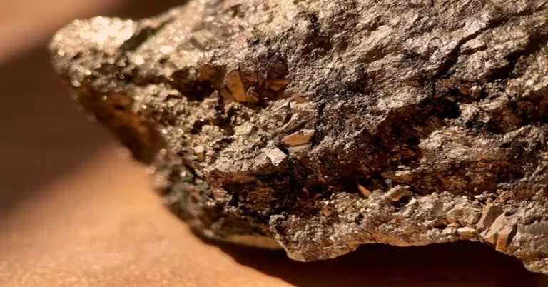 Petrified Wood