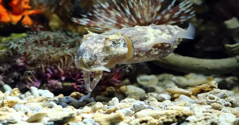 Ugly Fish