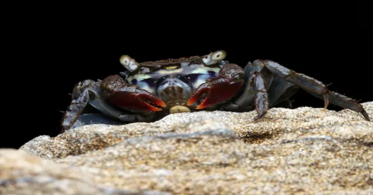 Blue Lobster