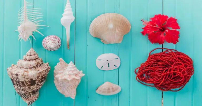 Conch Shell