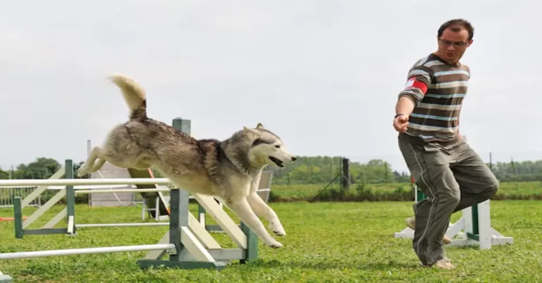 Silken Windhound