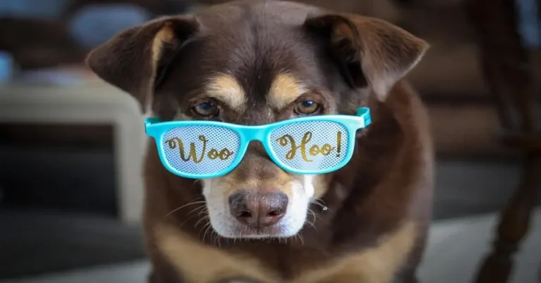 Dog Memes