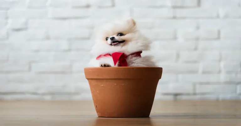Teacup Chihuahua